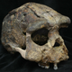 The most complete skull of Homo erectus ever found.